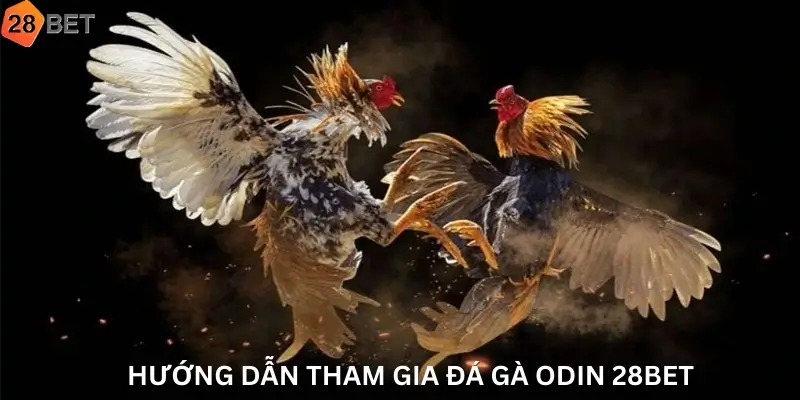Hướng Dẫn Tham Gia Đá Gà Odin 28Bet