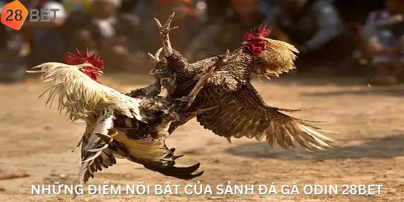 Những Điểm Nổi Bật Của Sảnh Đá Gà Odin 28Bet